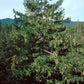 Пихта Дугласа - пучок из 5 растений с голой корневой системой.