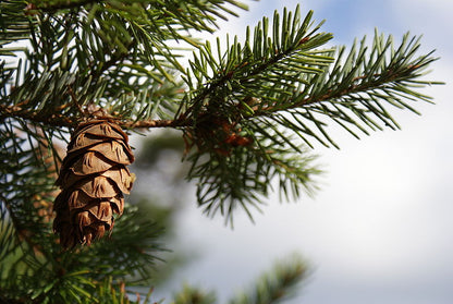 Douglas Fir - manojo de 5 plantas a raíz desnuda