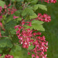 Grosella roja floreciente - paquete de 5 plantas