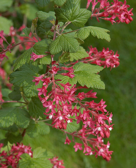 Red Flowering Currant - bundle of 5 bareroot plants