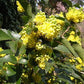 Low Oregon Grape – Bundle of 5 bareroot plants
