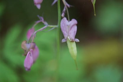 Western Bleeding Heart - Bundle of 5 plants (3.5" pots)