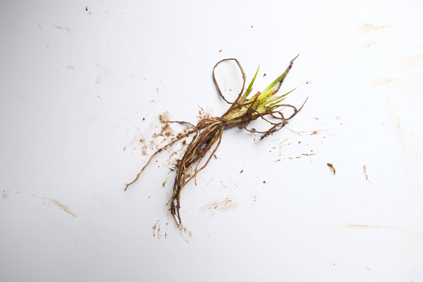 Blue-Eyed Grass – bundle of 5 bareroot plants
