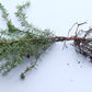Hemlock occidental - paquete de 5 plantas a raíz desnuda