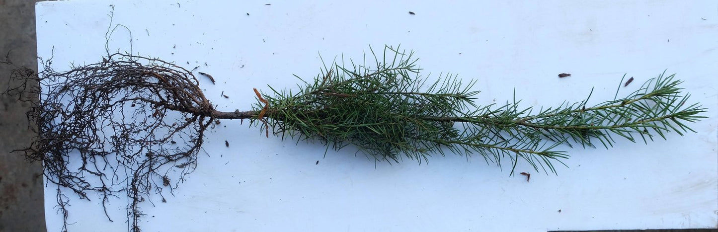 Пихта Дугласа - пучок из 5 растений с голой корневой системой.