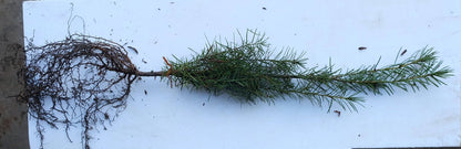 Douglas Fir - bundle of 5 bareroot plants