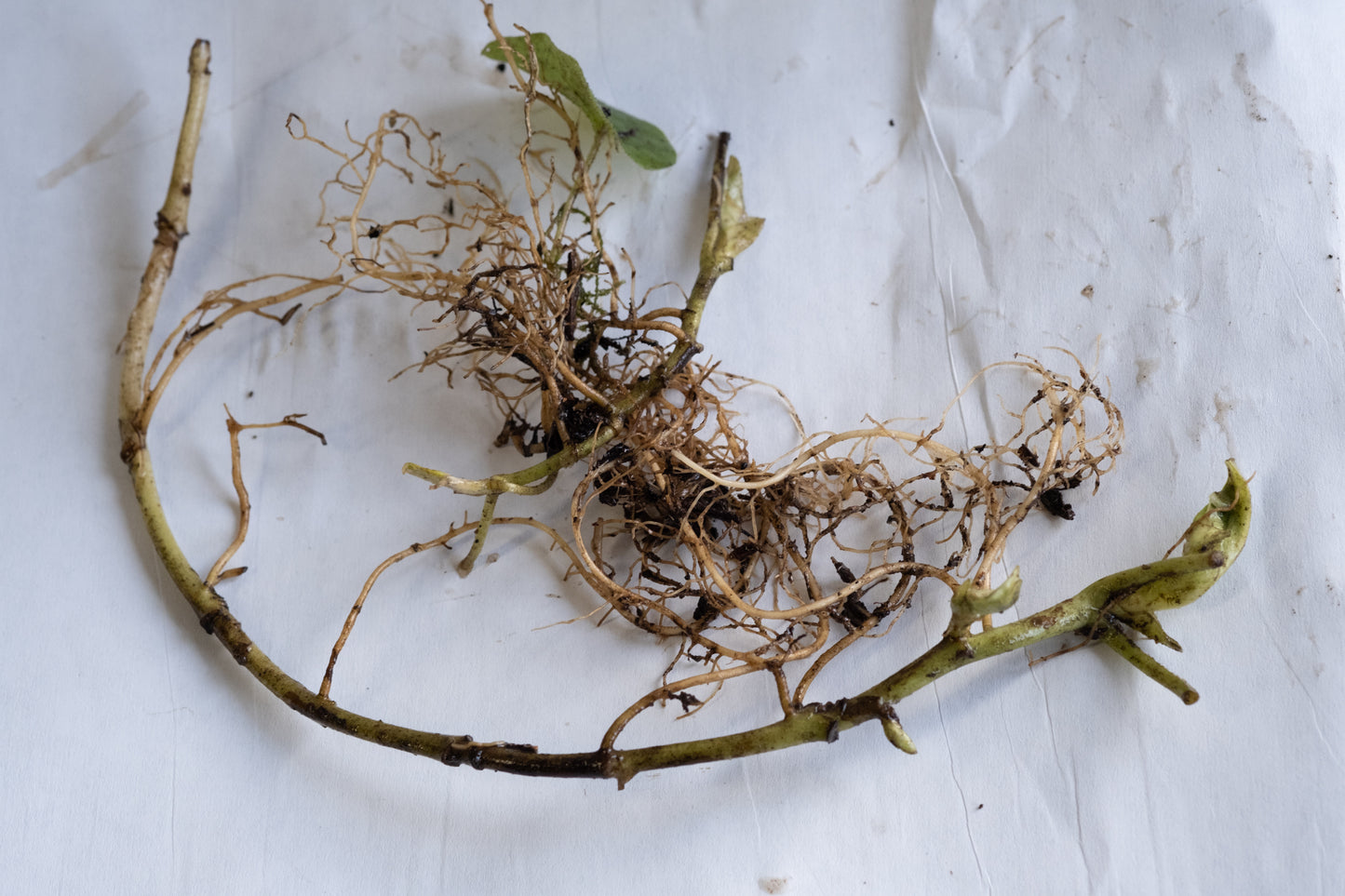 Дикий имбирь – пучок из 5 растений с голой корневой системой.
