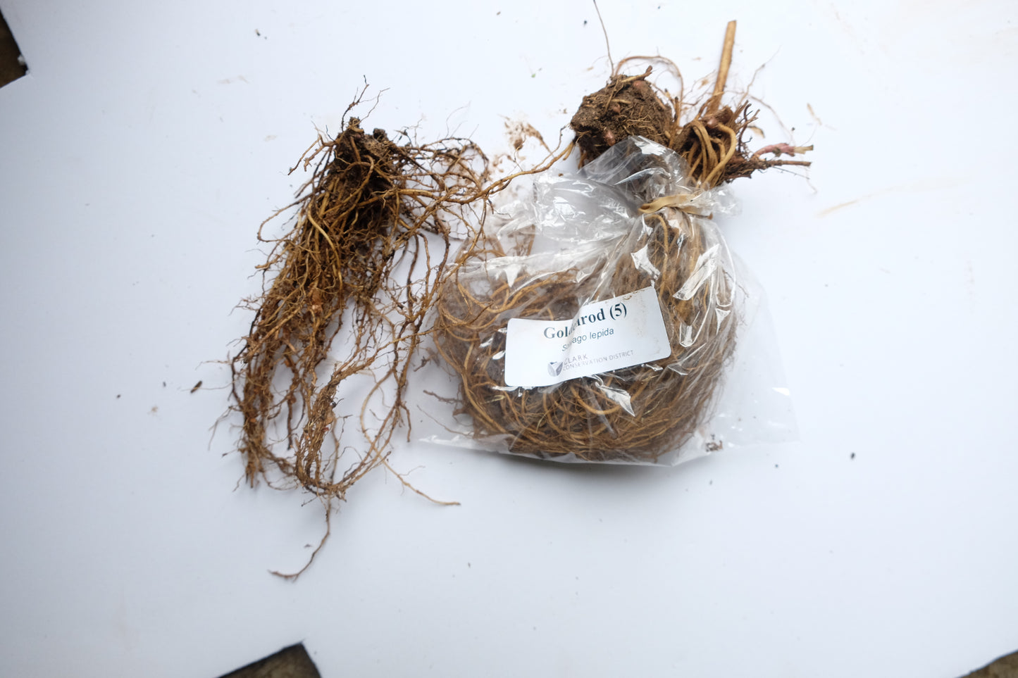 Goldenrod – bundle of 5 bareroot plants