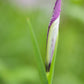 Oregon Iris - paquete de 5 plantas a raíz desnuda