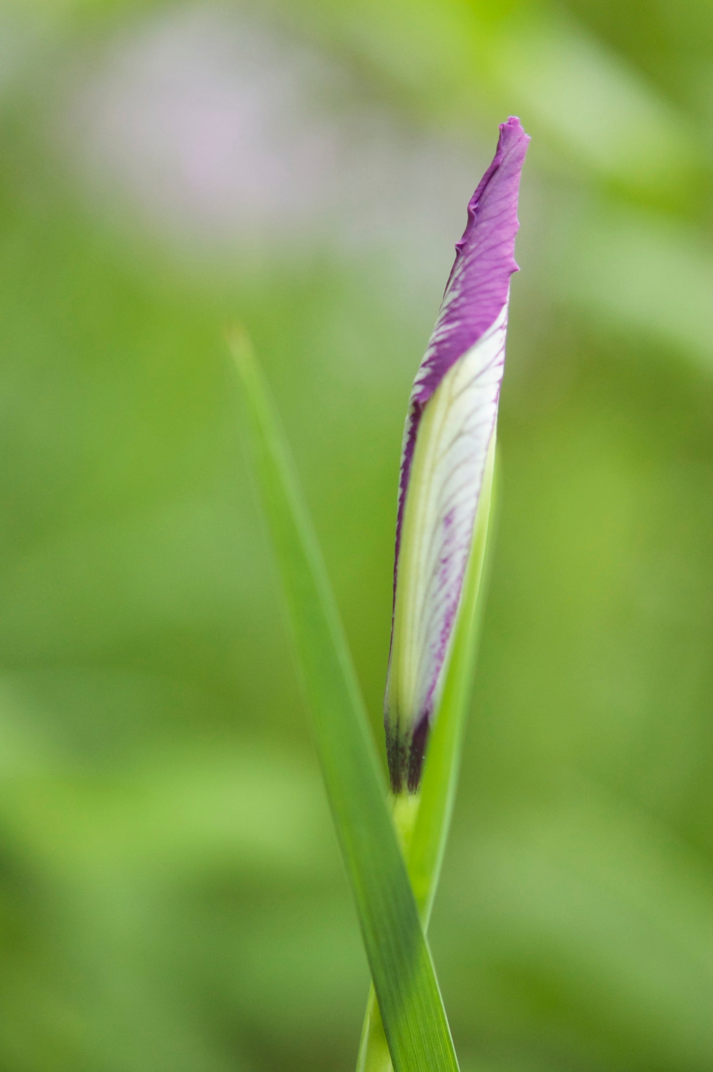 Орегонский ирис - комплект из 5 растений с голой корневой системой.
