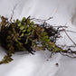 Maidenhair Fern - пучок из 5 растений с голыми корнями