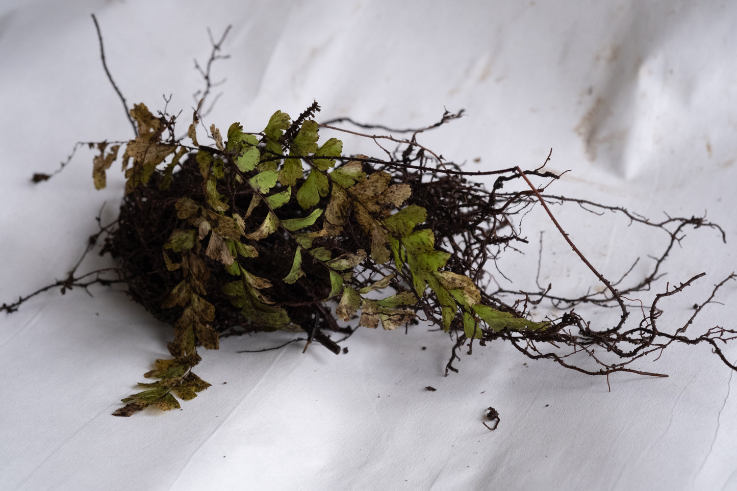Maidenhair Fern- bundle of 5 bareroot plants