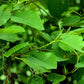 Красная ольха - набор из 5 растений с голыми корнями