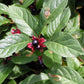 Twinberry - paquete de 5 Plantas