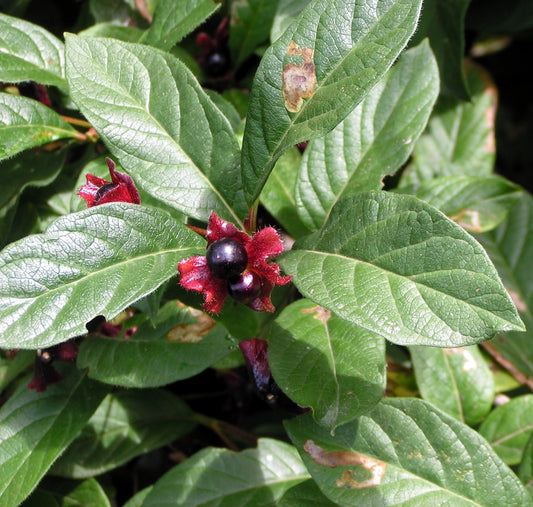 Twinberry - bundle of 5 bareroot plants