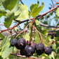 Serviceberry - paquete de 5 plantas a raíz desnuda
