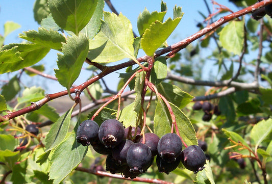 Serviceberry - paquete de 5 plantas a raíz desnuda