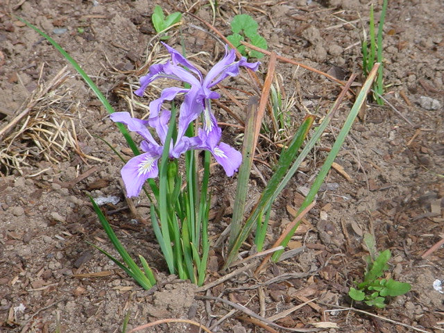 Oregon Iris – bundle of 5 band pots