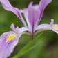 Орегонский ирис - комплект из 5 растений с голой корневой системой.