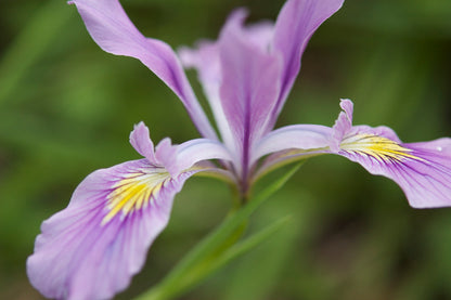 Oregon Iris – bundle of 5 band pots