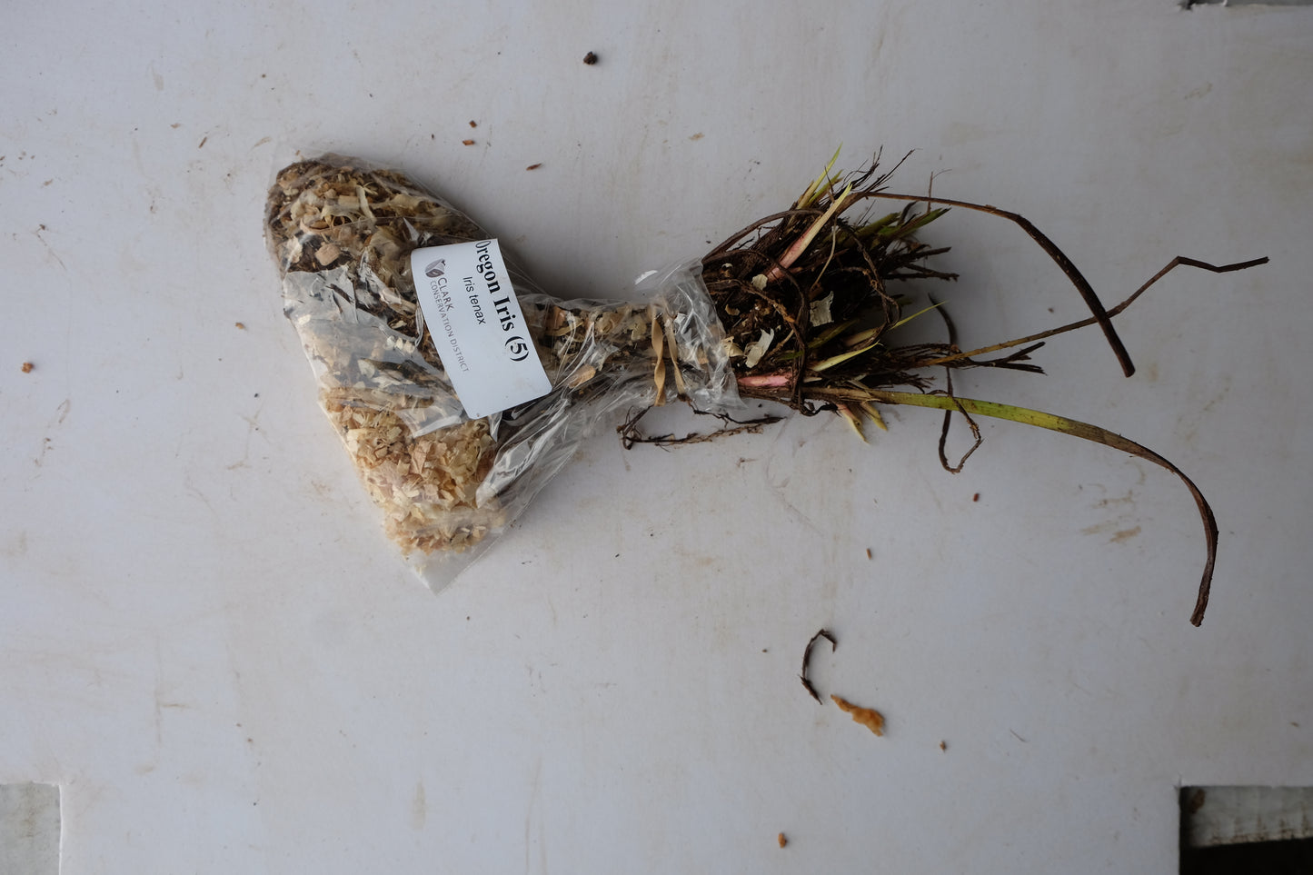 Oregon Iris - paquete de 5 plantas a raíz desnuda