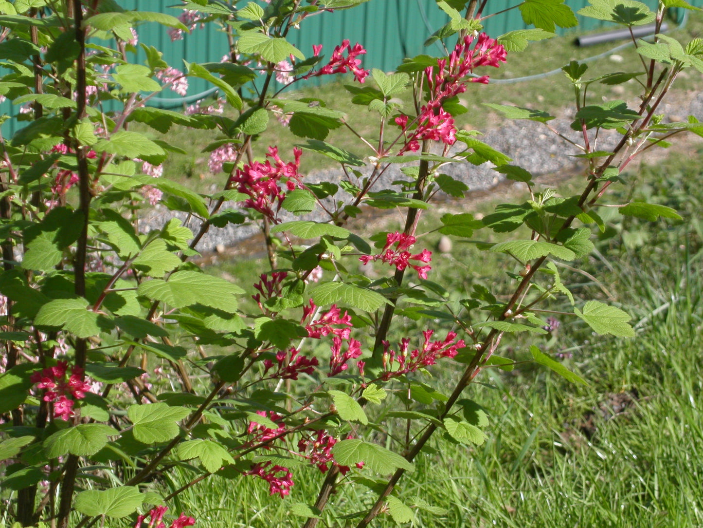 Красноцветущая смородина - комплект из 5 растений