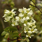 Сервисберри - пучок из 5 растений с голой корневой системой.