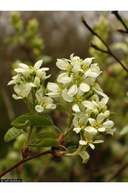 Serviceberry - bundle of 5 bareroot plants