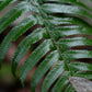 Меч Папоротник - связка из 5 растений (4-дюймовые горшки)