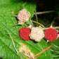 Thimbleberry - paquete de 5 plantas a raíz desnuda