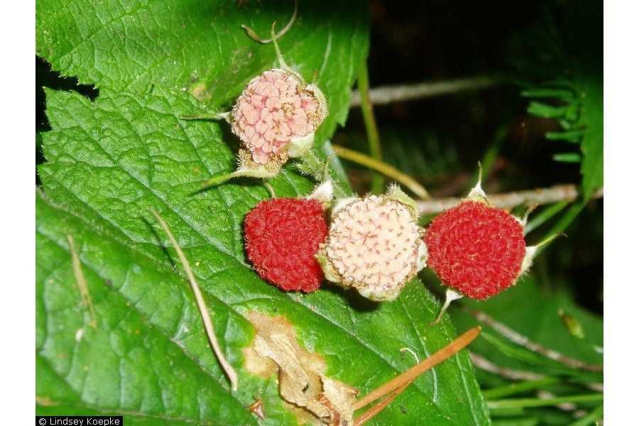 Thimbleberry - paquete de 5 plantas a raíz desnuda