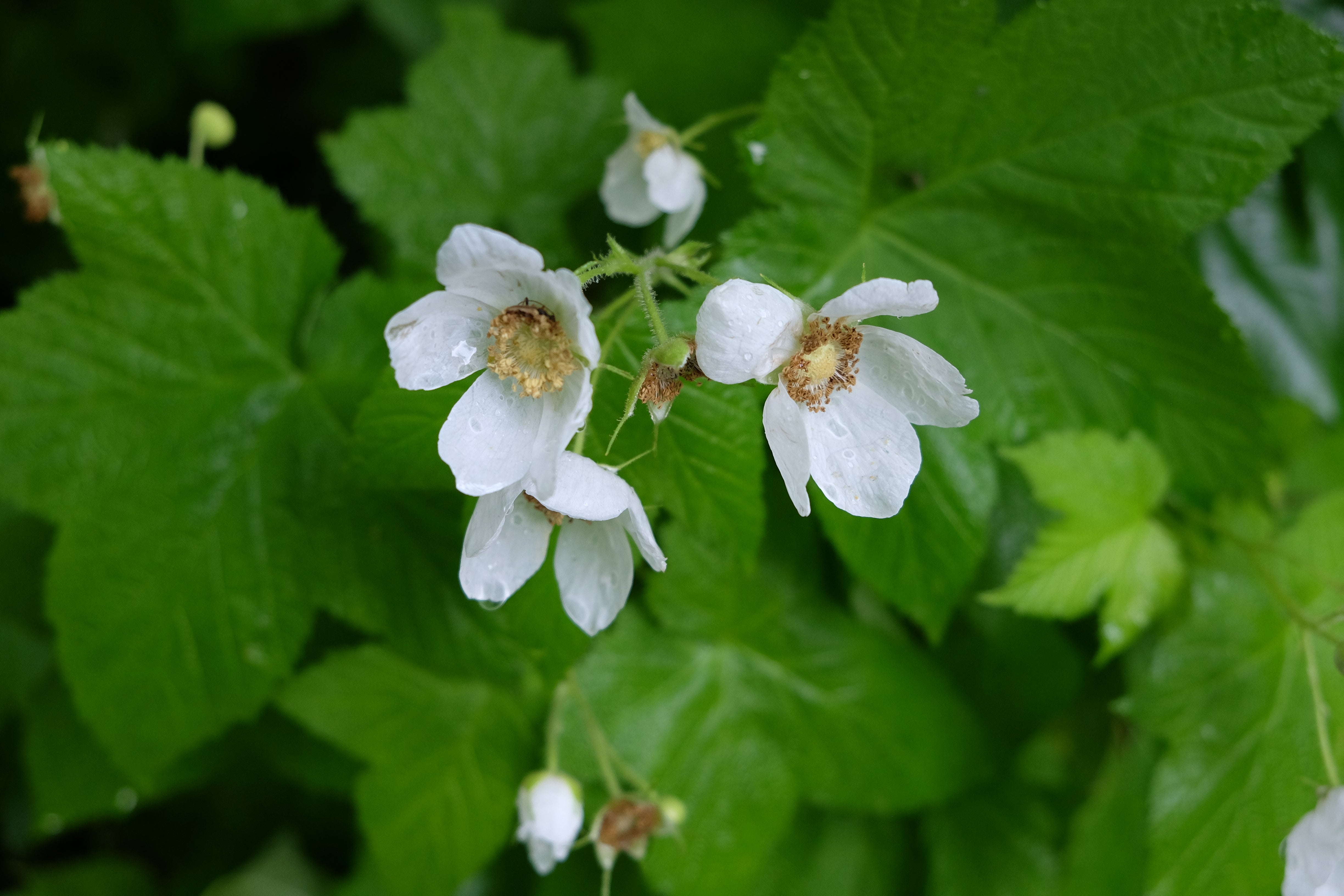 Thimbleberry Roots Thimbleberry – Bundle of 5 Bare Root Plants – Clark Conservation District