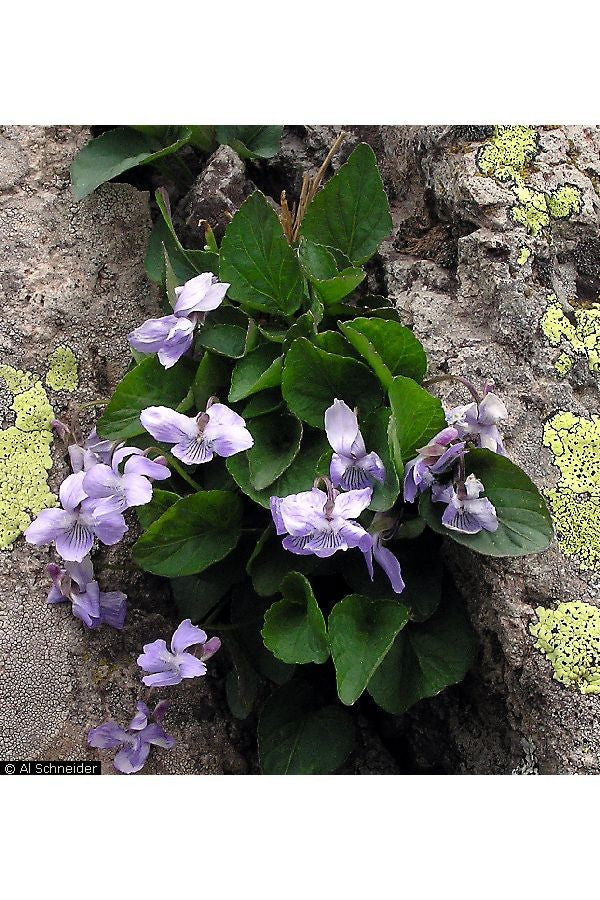 Violeta - paquete de 5 plantas (macetas de 4")