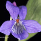 Фиолетовый - пучок из 5 растений (горшки 4 дюйма)
