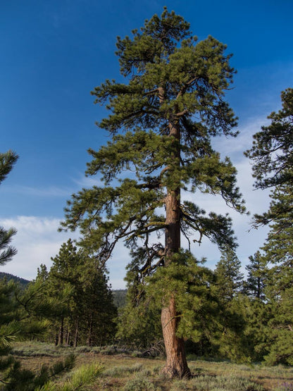 Willamette Valley Pondarosa Pine - Bundles of 5 plants (large plugs)