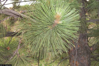 Willamette Valley Pondarosa Pine - Bundles of 5 plants (large plugs)