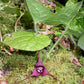 Jengibre salvaje - paquete de 5 plantas a raíz desnuda