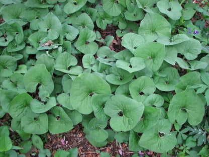 Wild Ginger – Bundle of 5 bare root plants