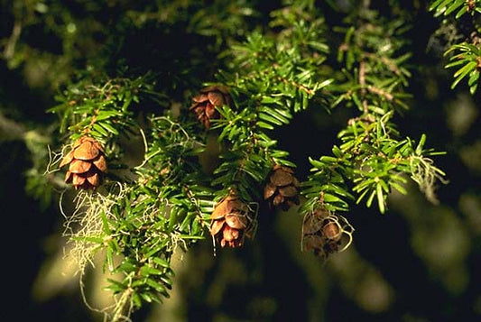 Hemlock occidental - paquete de 5 plantas a raíz desnuda