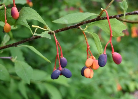 Особерри - пучок из 5 растений с голой корневой системой.