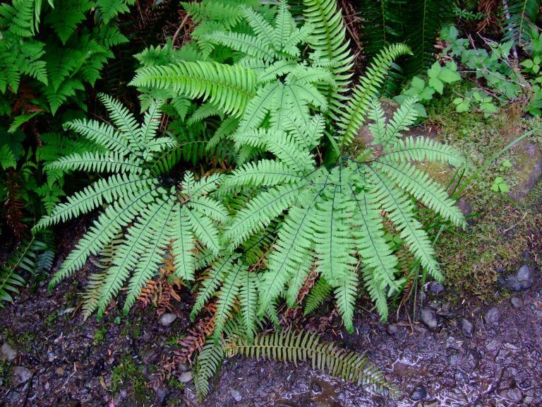 Maidenhair Fern- bundle of 5 bareroot plants