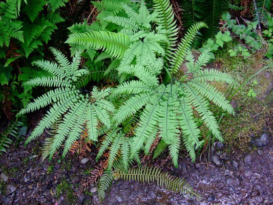 Maidenhair Fern - пучок из 5 растений с голыми корнями