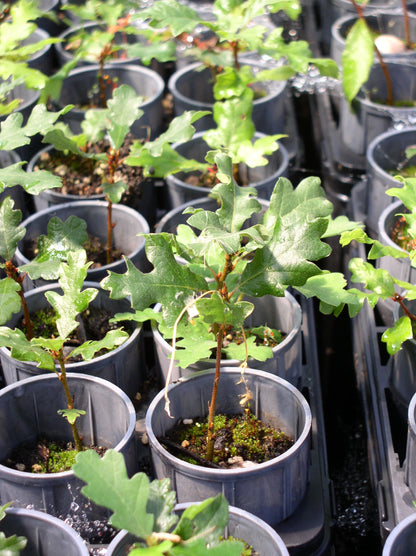 Oregon White Oak - bundle of 5 bareroot plants