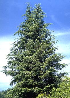 Болиголов западный - связка из 5 растений с голой корневой системой.